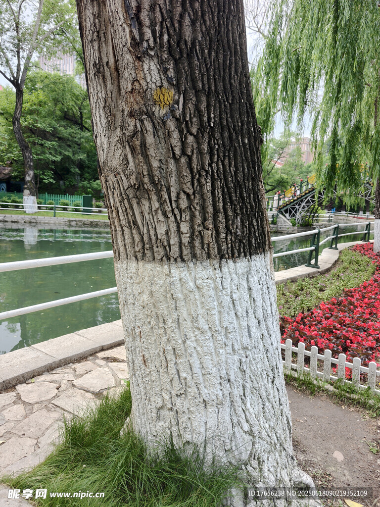 樹干底部涂白的公園景色