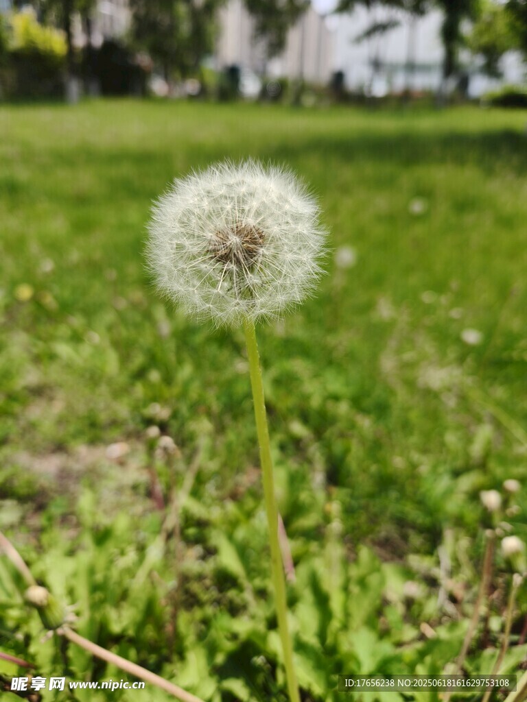 草地上的蒲公英