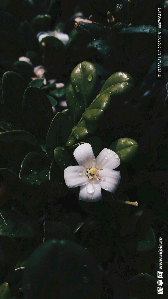 九里香花