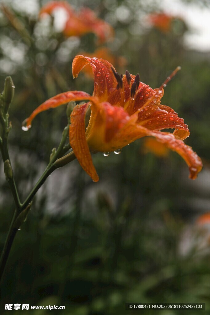 百合花