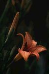 百合花