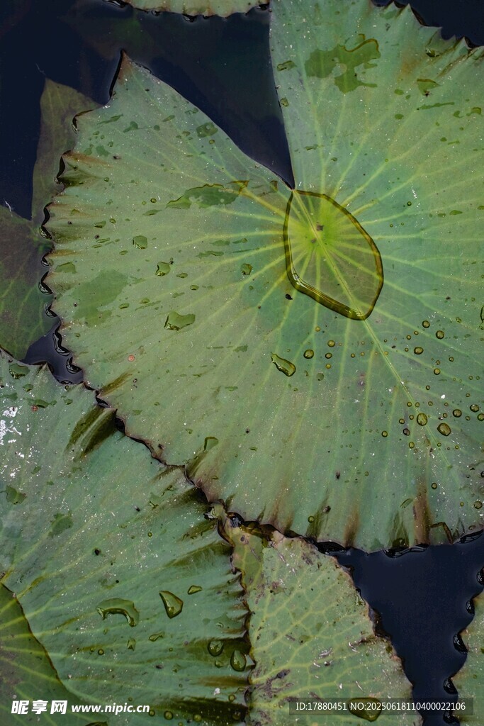 荷葉