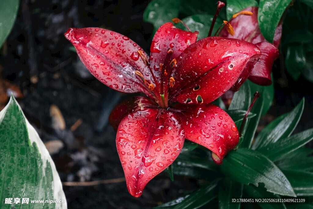 百合花