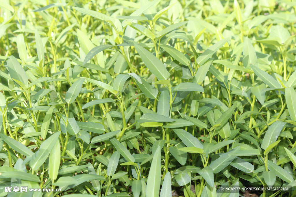 翠綠蔥郁的植物景觀