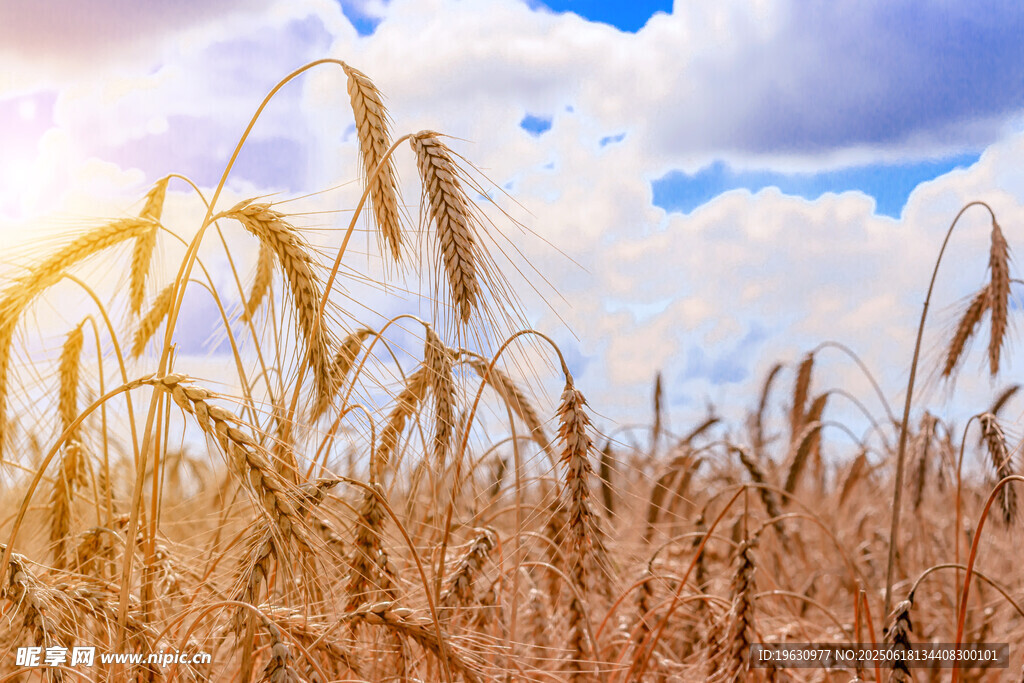 金黃麥田沐浴燦爛陽光