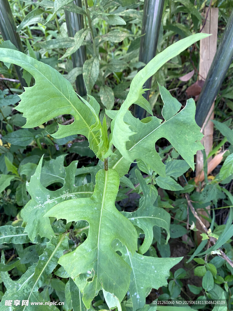 翅果菊 