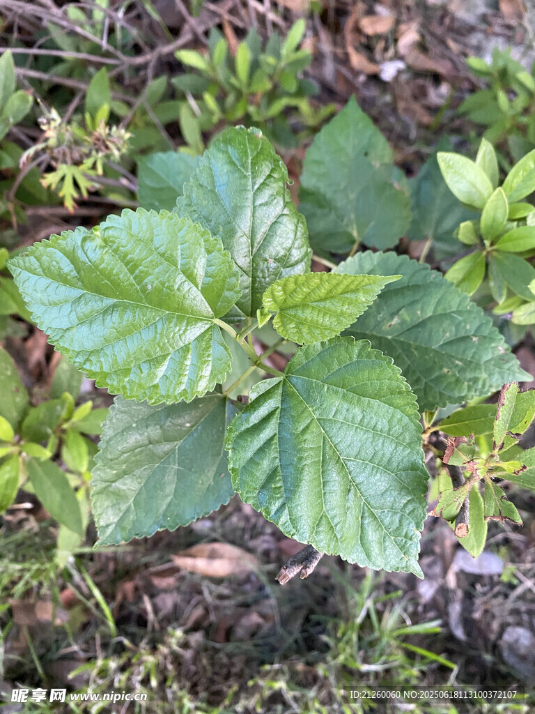 桑樹