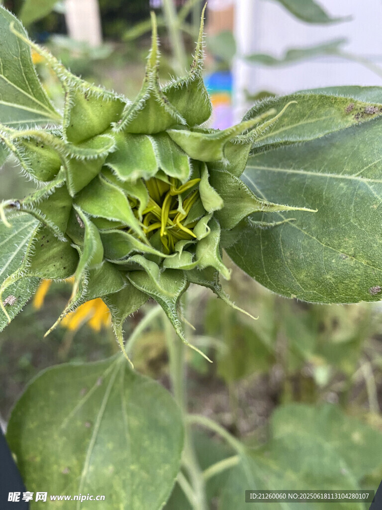 未綻放的向日葵花蕾