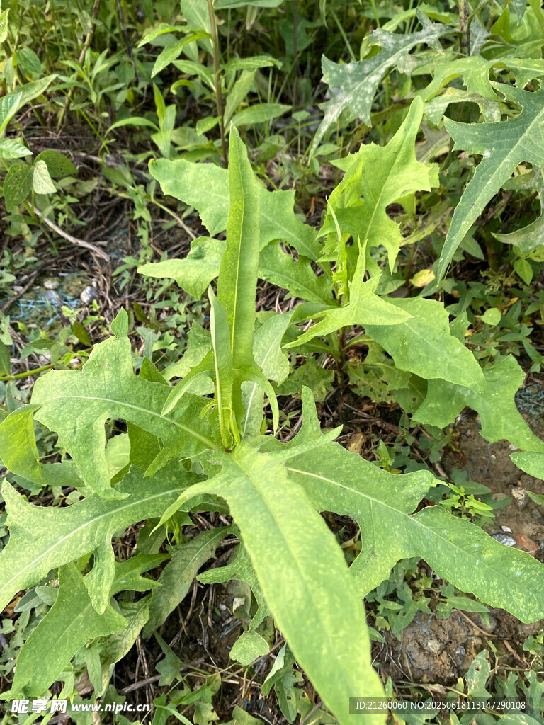 翅果菊