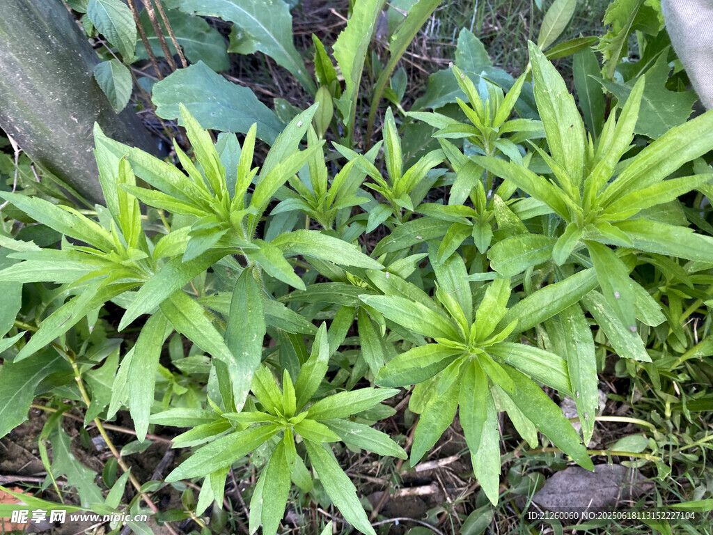 小蓬草 