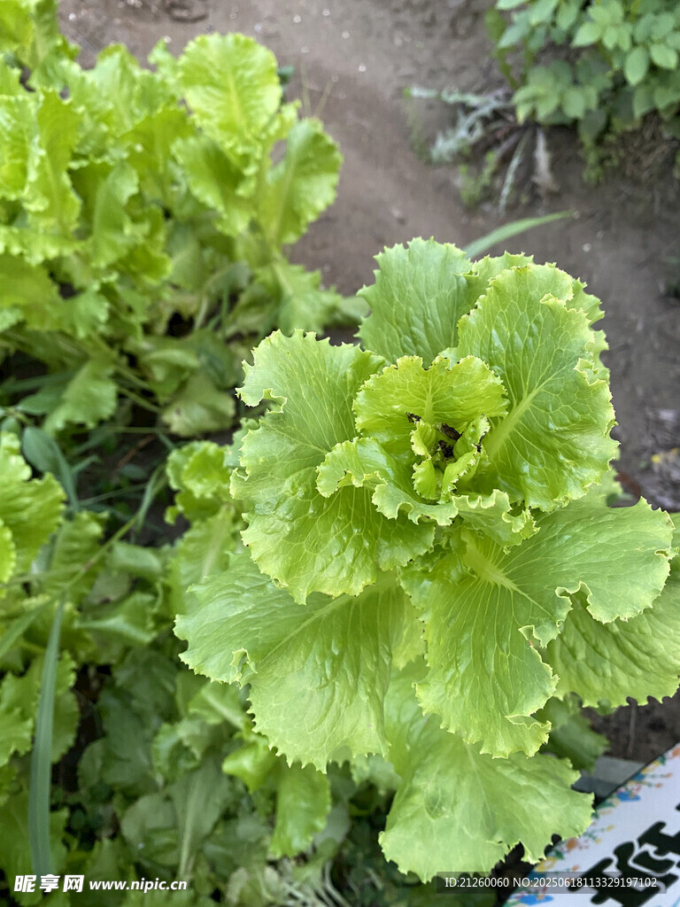 生菜植株