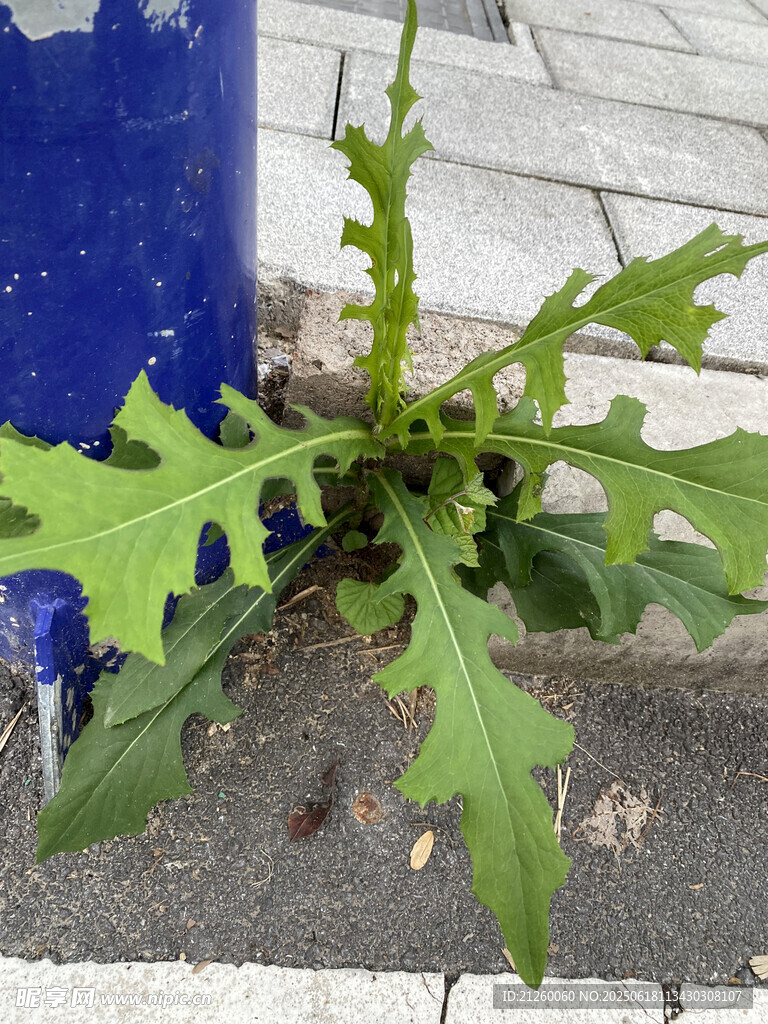 翅果菊