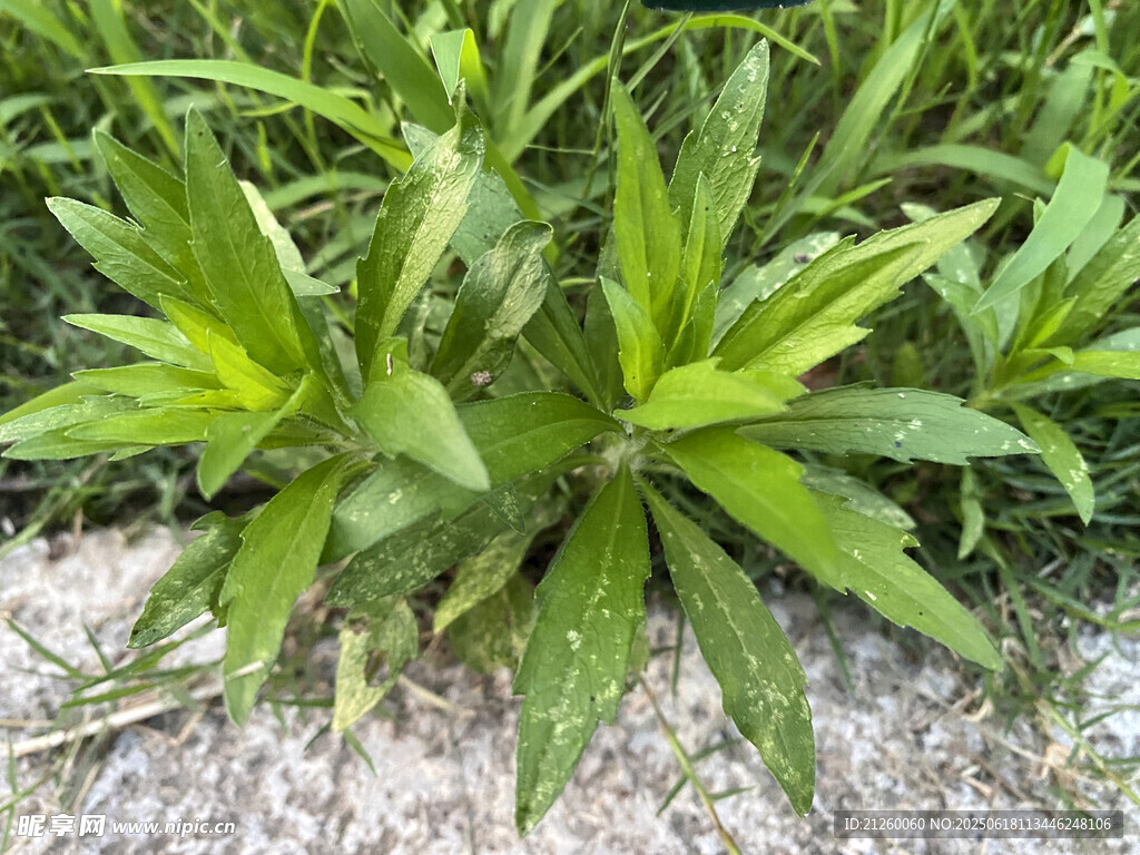 小蓬草