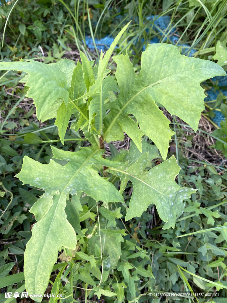 翅果菊