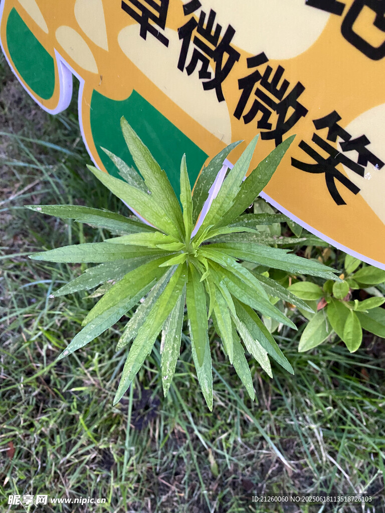 小蓬草