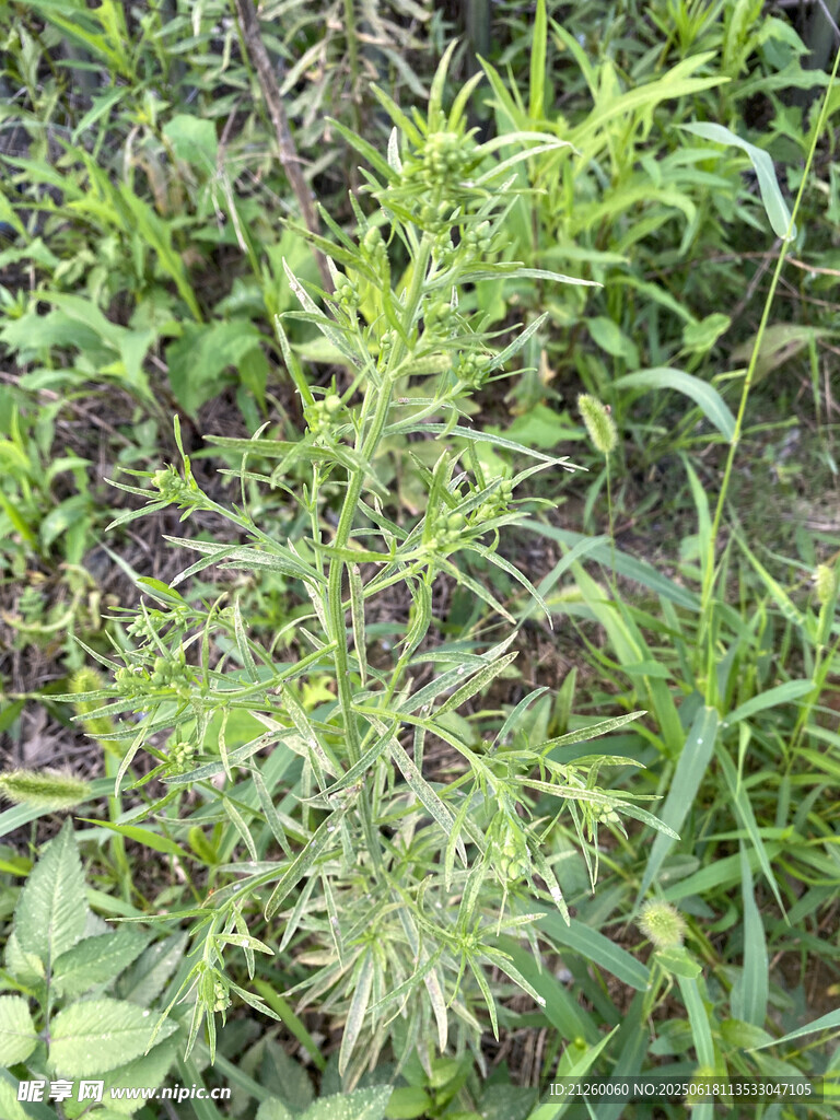 小蓬草
