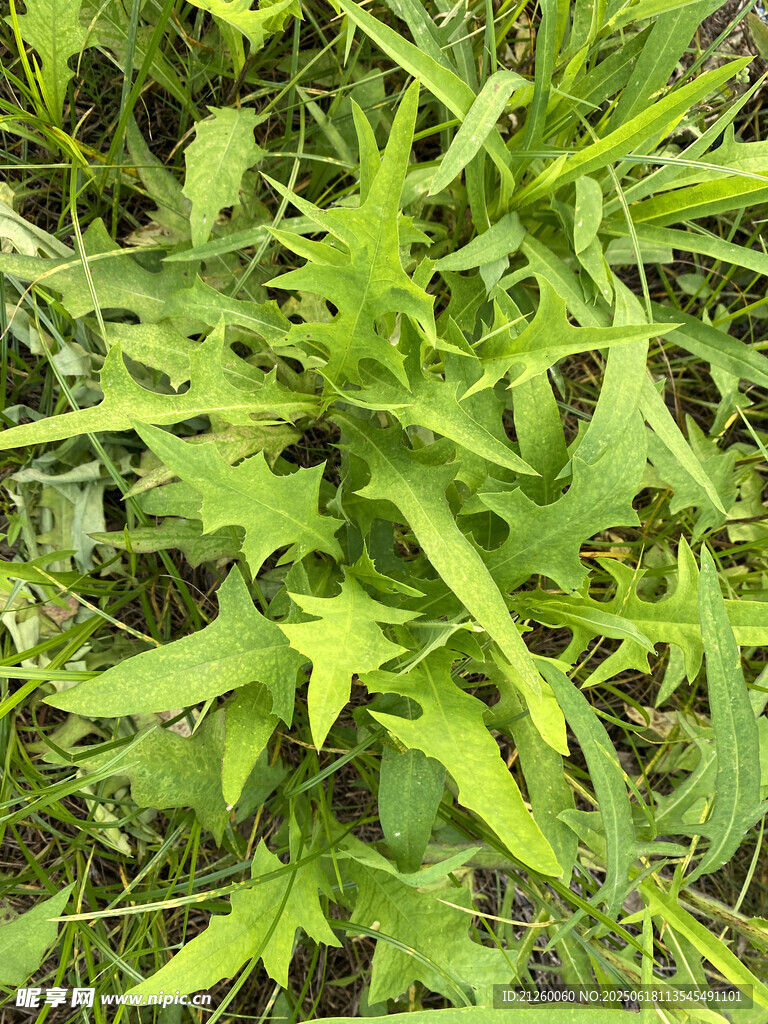 翅果菊
