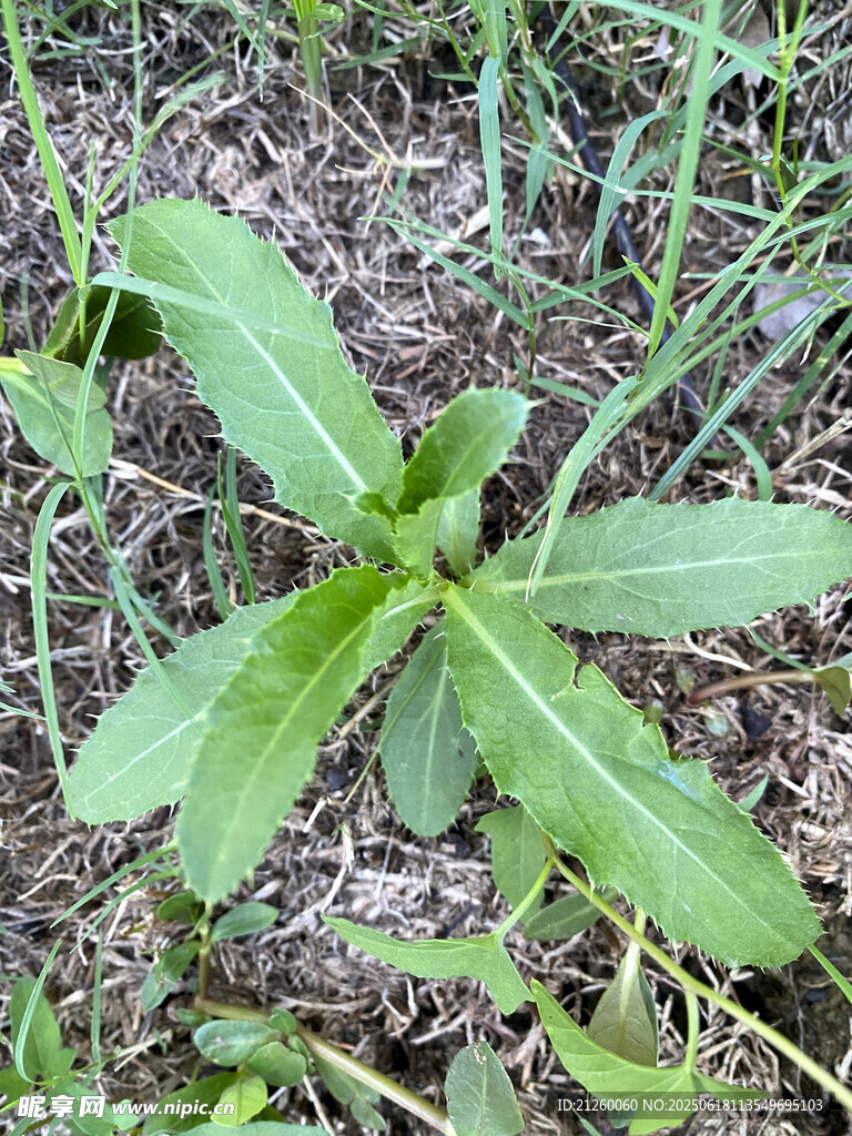 刺兒菜