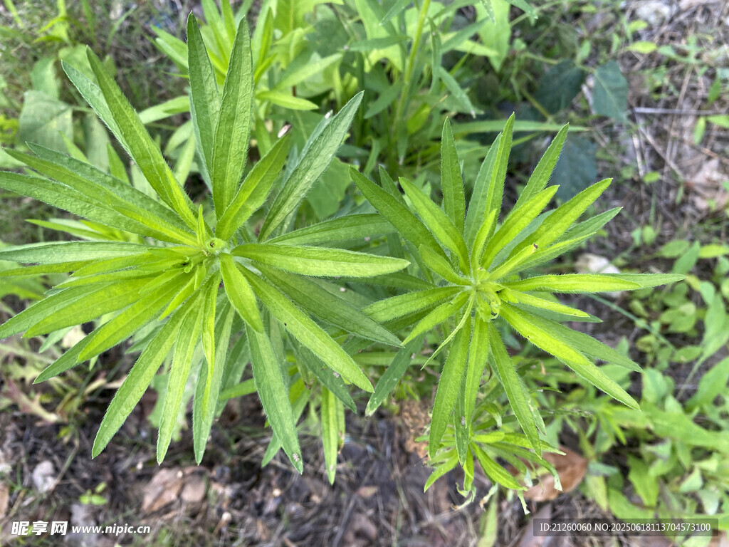 小蓬草 