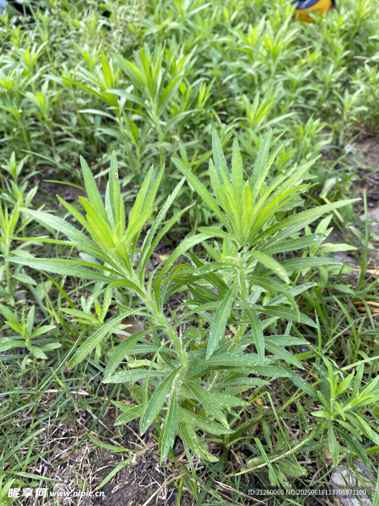 小蓬草 