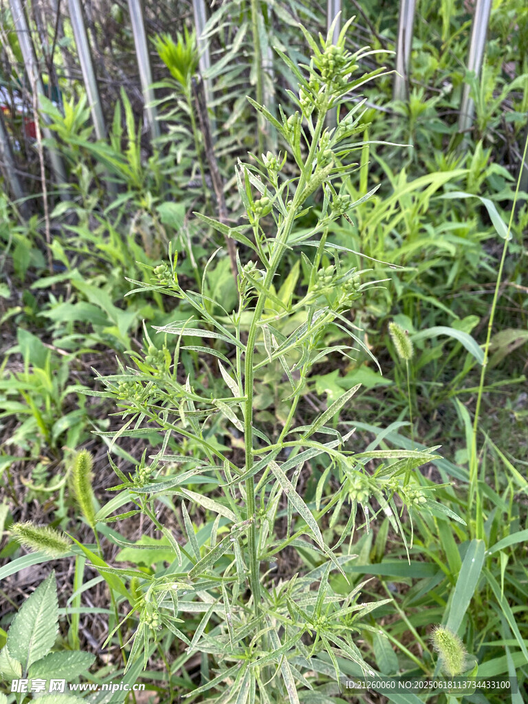 小蓬草