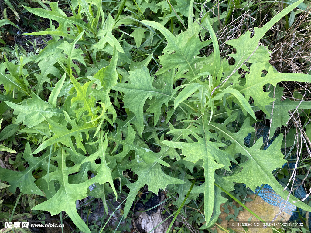 翅果菊