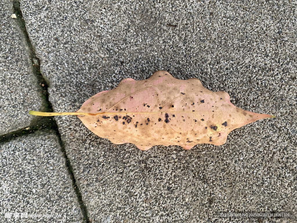地面上的一片斑駁枯葉