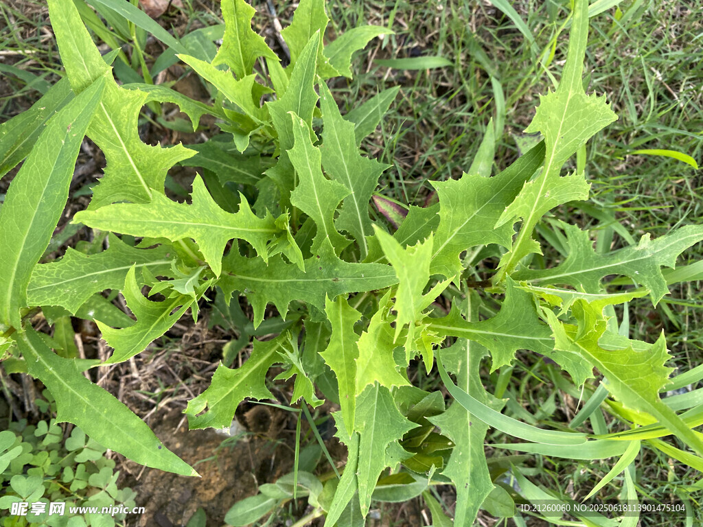 苦苣菜特寫