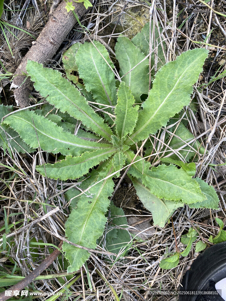 刺兒菜 