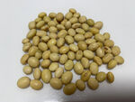 一堆飽滿的黃豆