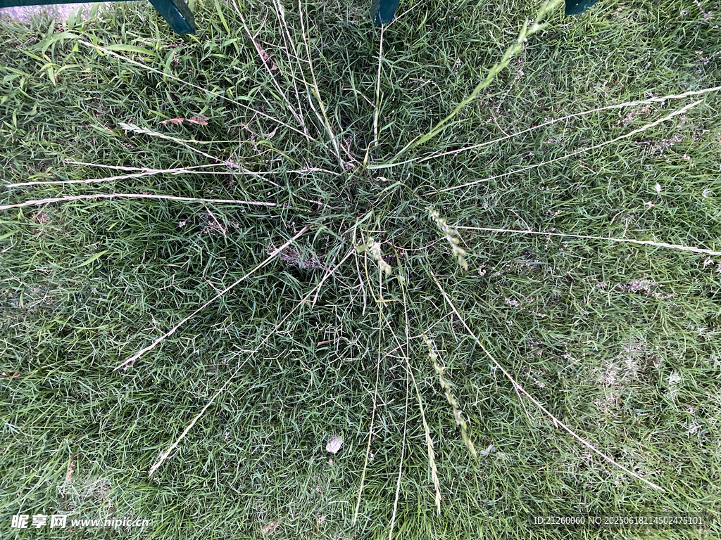 豬毛菜