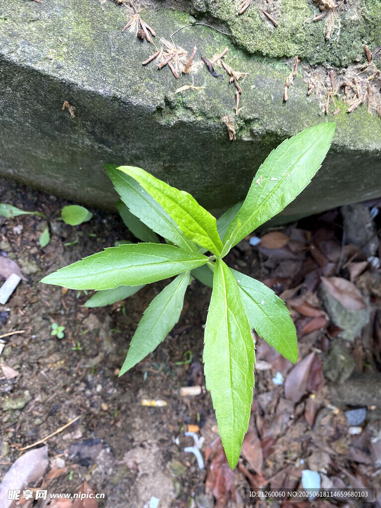 千斤癀