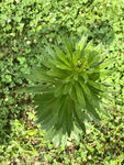 小蓬草