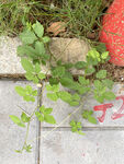 絞股藍