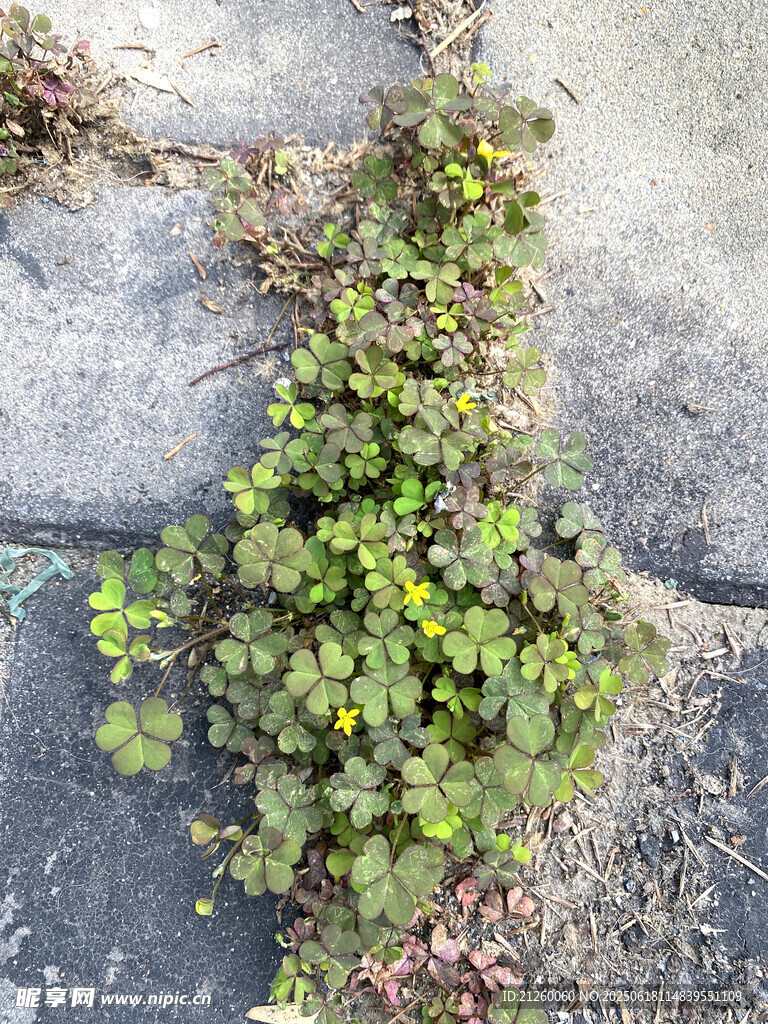  三葉草