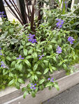 藍(lán)花鼠尾草