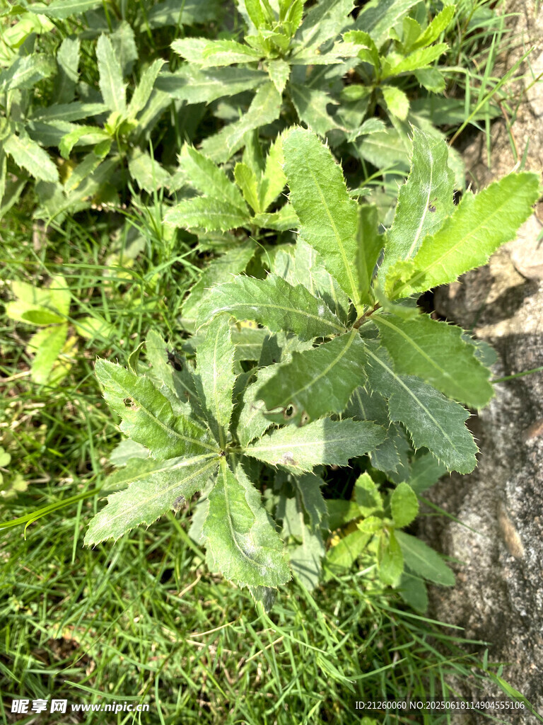 小薊 