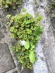 三葉草