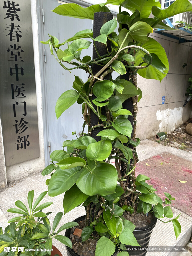 綠蘿