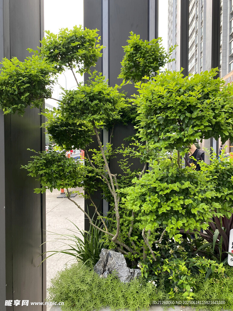 精致日式庭院綠植景觀