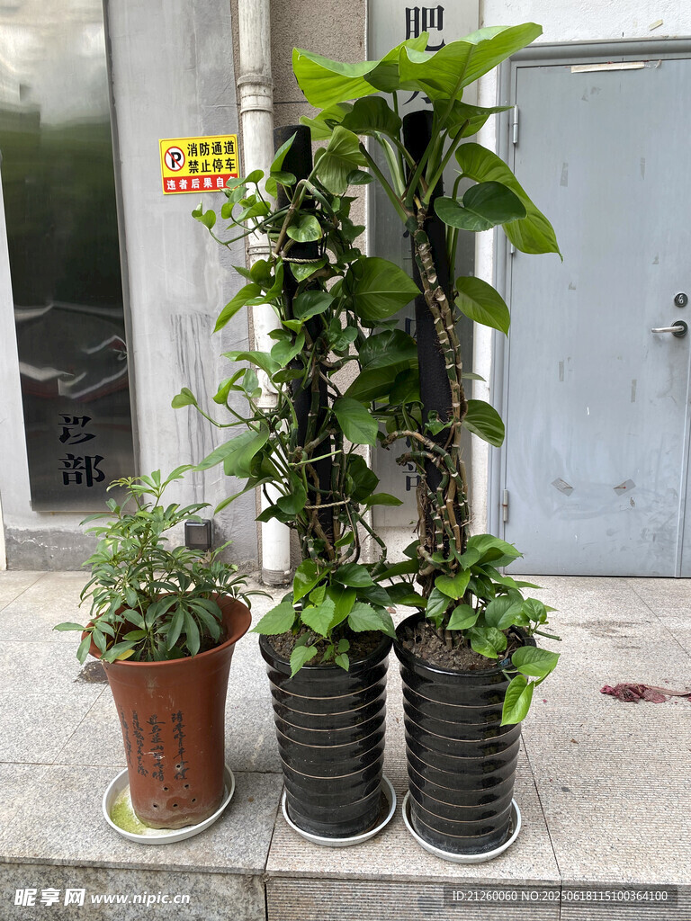 綠蘿
