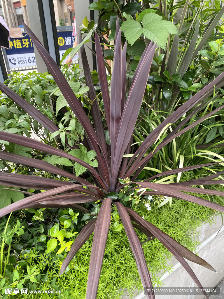 紫背萬年