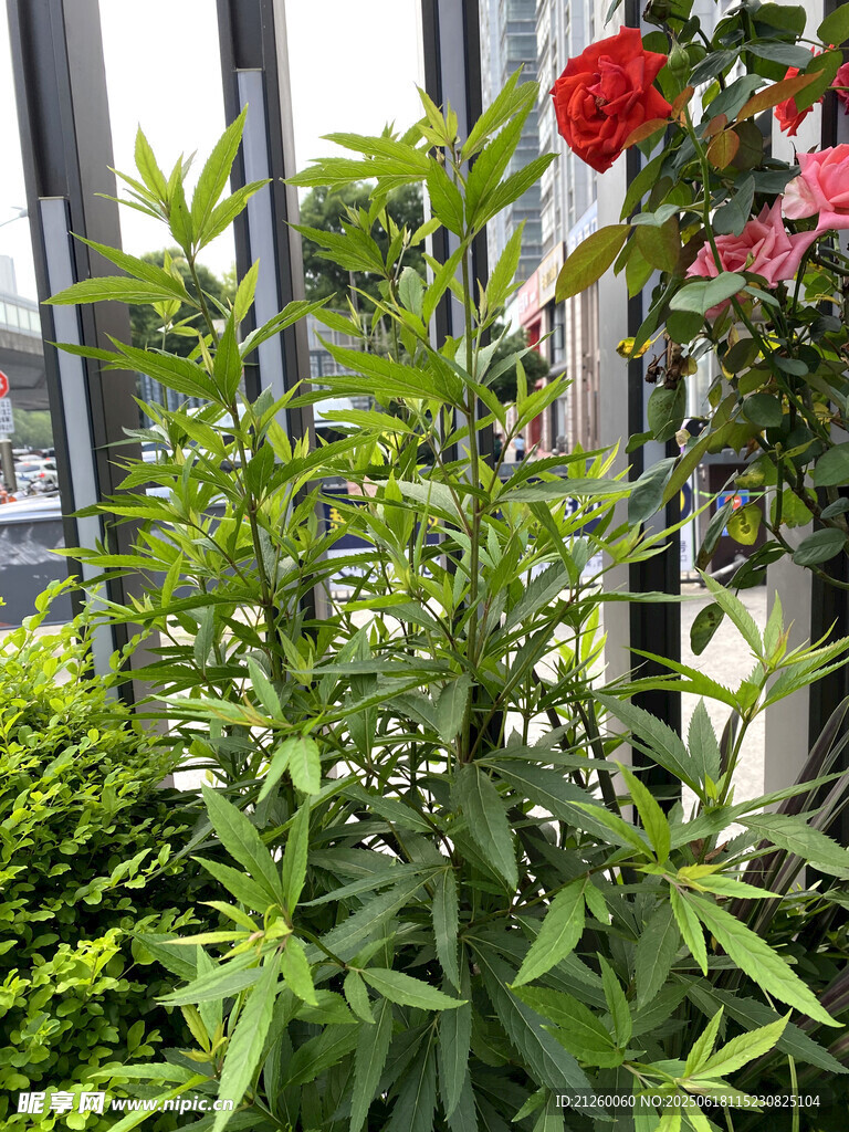 綠葉紅花植物景觀