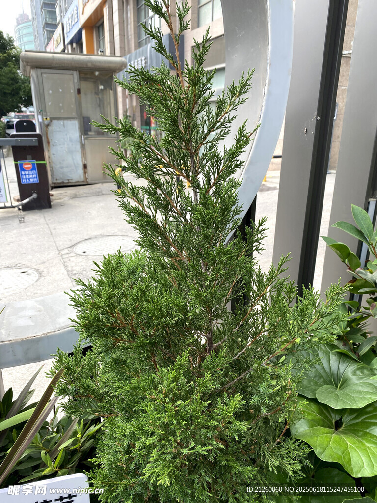 室外的翠綠小型松柏樹