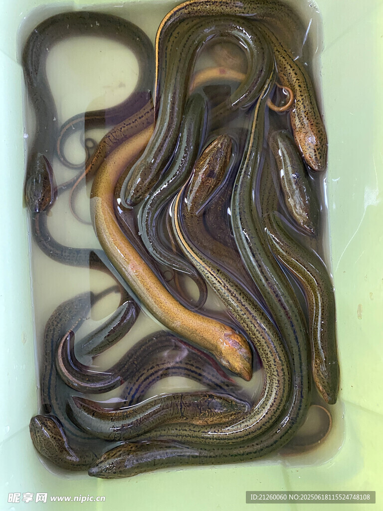 黃鱔