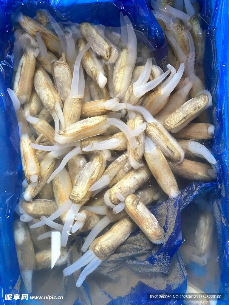 蟶子 