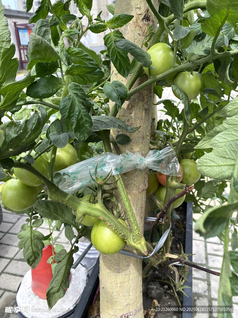 盆栽青番茄