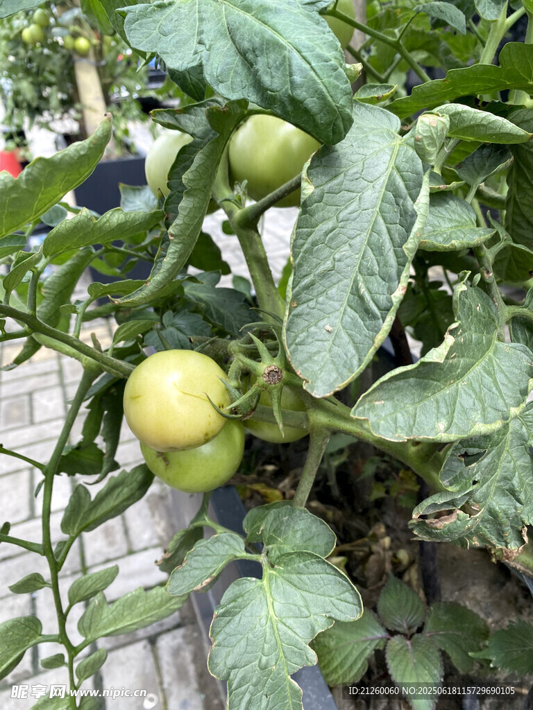 盆栽上的青嫩西紅柿