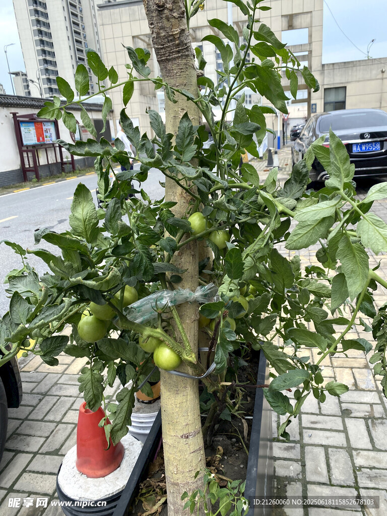 番茄植株