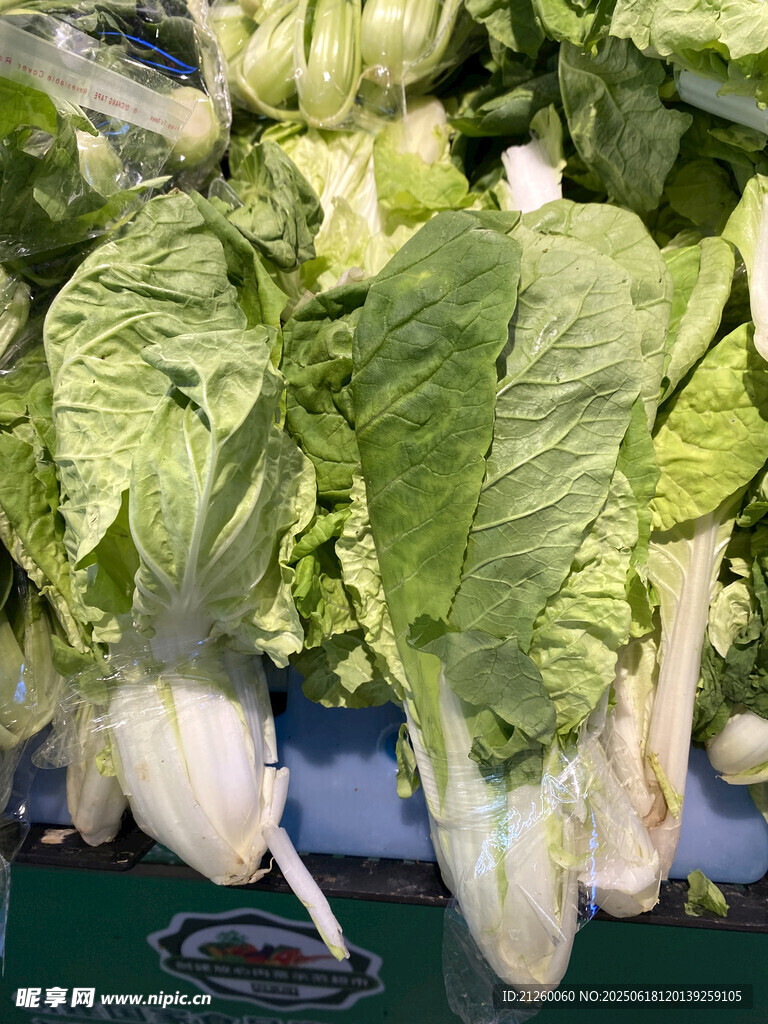 毛白菜